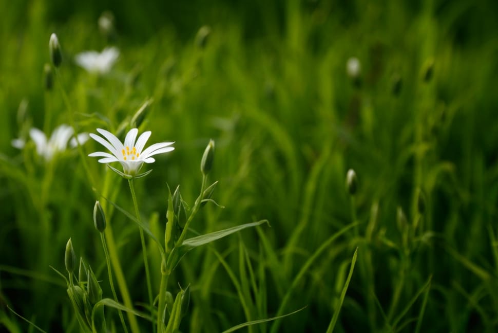 white petal flower with grass preview