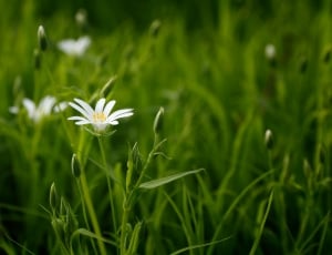 white petal flower with grass thumbnail