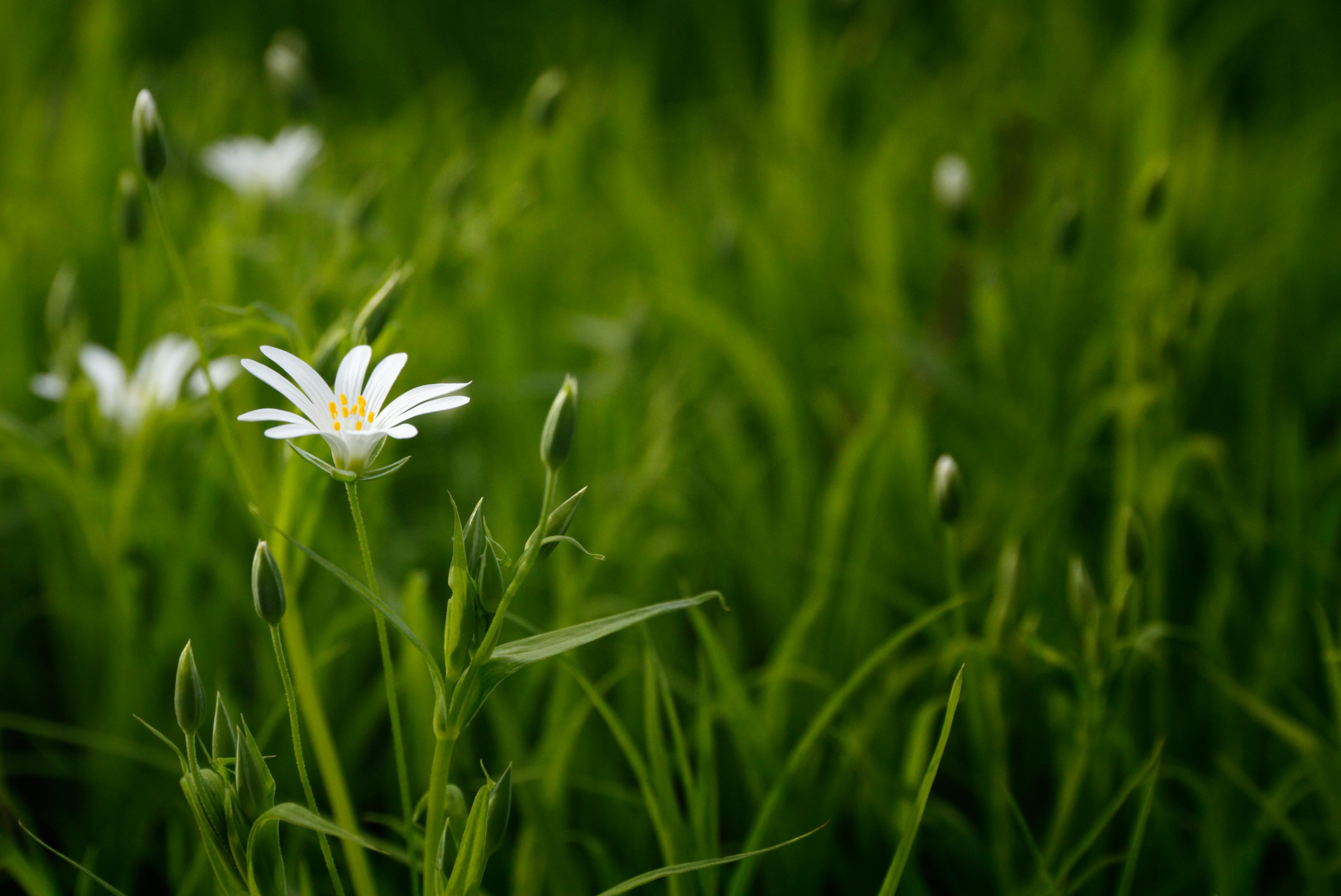 white petal flower with grass