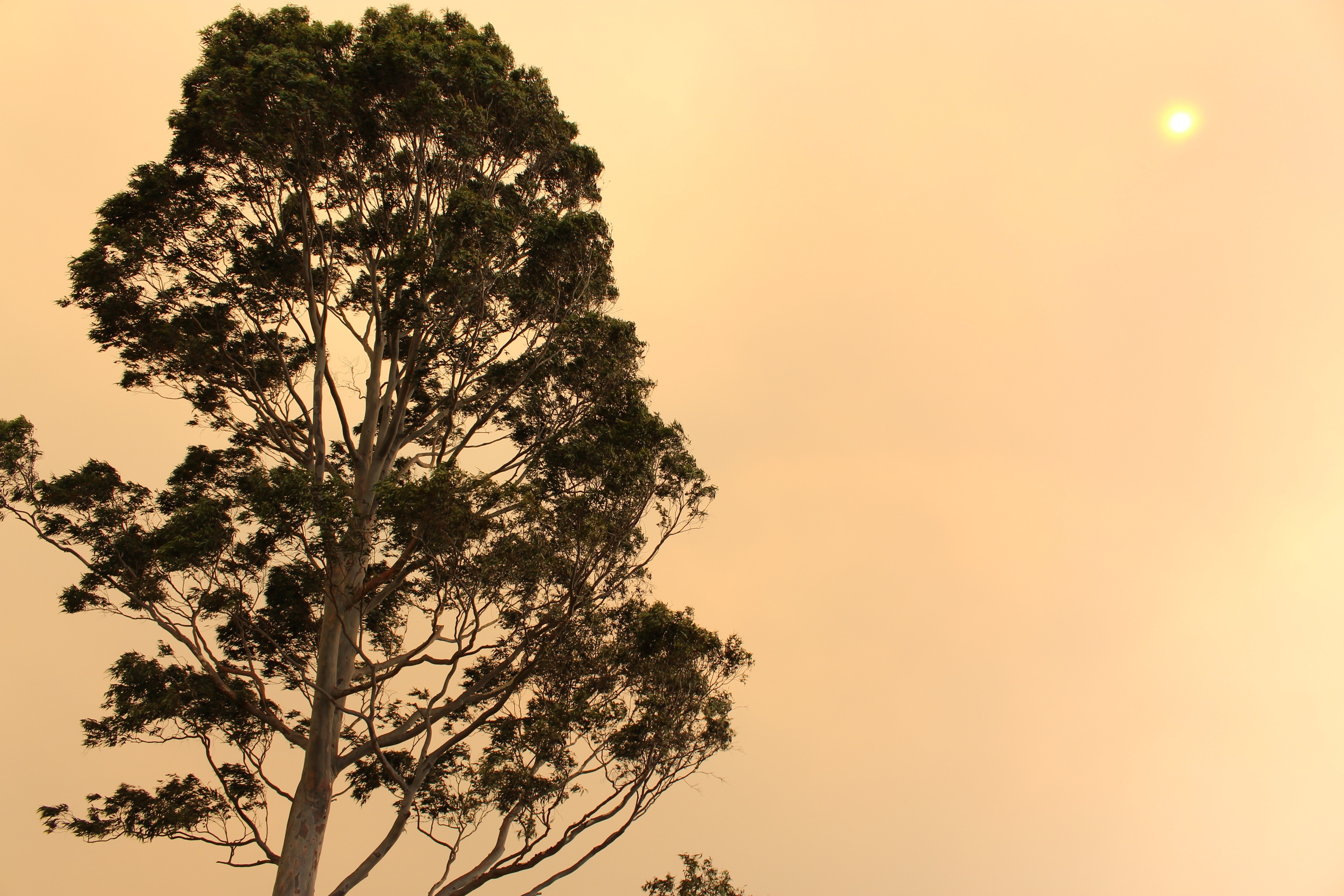 green leaved tree