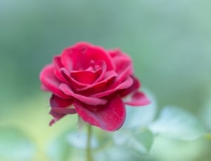 red, rose, petal, flower, flower, fragility thumbnail
