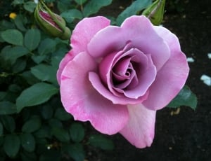 Blossoms, Roses, Purple, Blooms, Buds, flower, rose - flower thumbnail