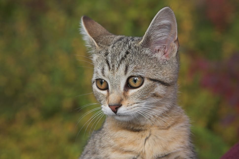 closeup photo of brown tabby cat preview