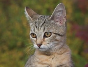 closeup photo of brown tabby cat thumbnail