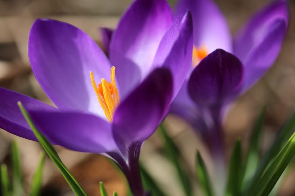 Flower, Spring, Macro, Crocus, Nature, flower, purple preview