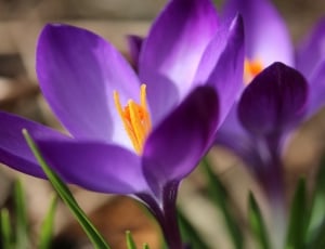 Flower, Spring, Macro, Crocus, Nature, flower, purple thumbnail