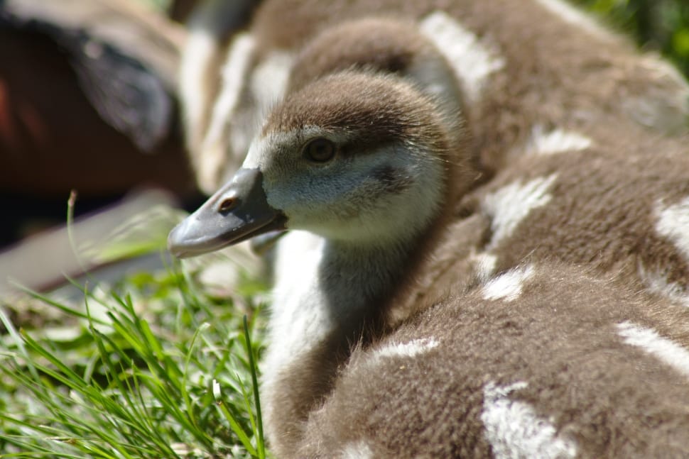 brown and white duckling preview