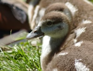 brown and white duckling thumbnail