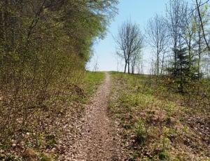 Footpath, Forest Path, Path, Forest, dirt road, rural scene thumbnail