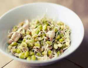 beans sprout in ceramic bowl thumbnail
