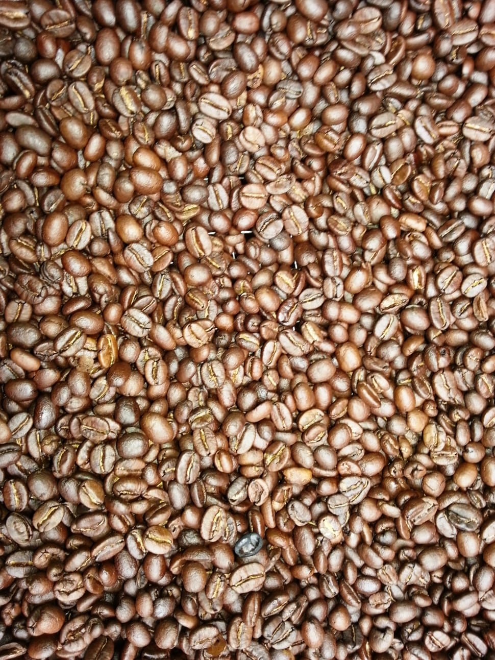 Coffee Beans, Fresh Coffee, Tanzania, food and drink, roasted coffee bean preview
