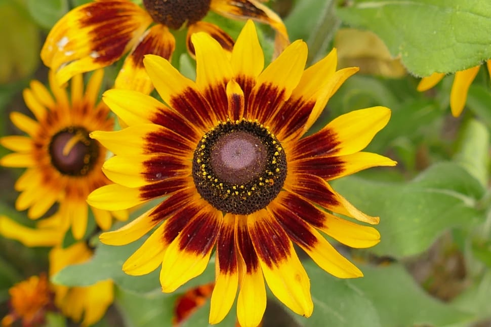 yellow and brown petaled flower preview