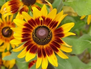 yellow and brown petaled flower thumbnail