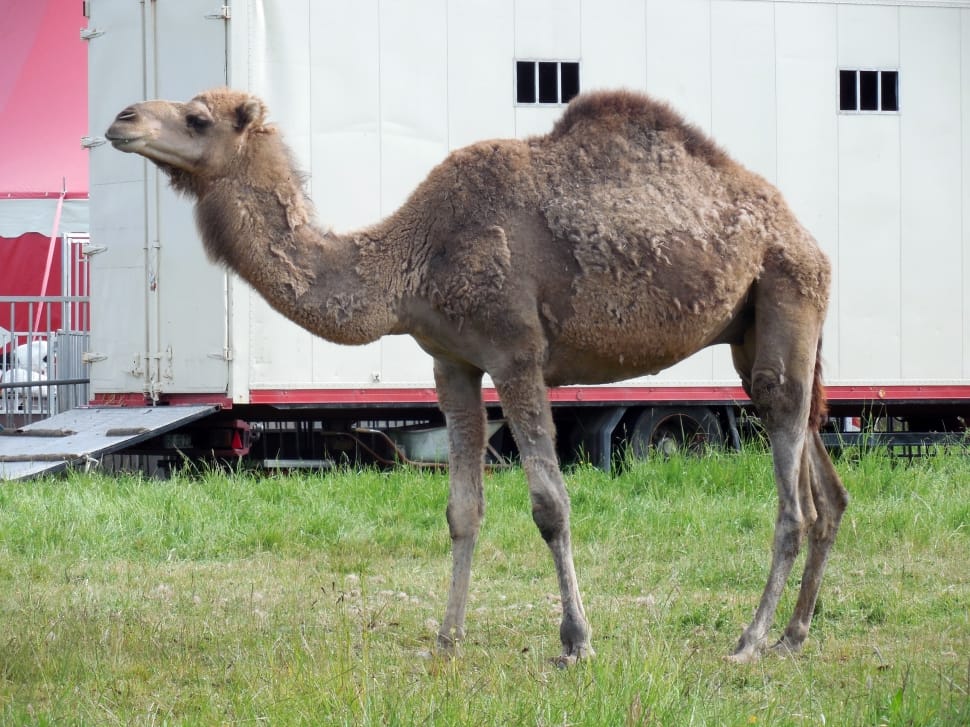 brown camel preview