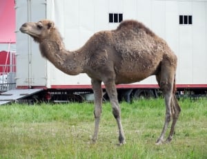 brown camel thumbnail