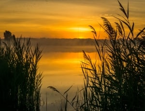 silhouette of grass near lake photo thumbnail