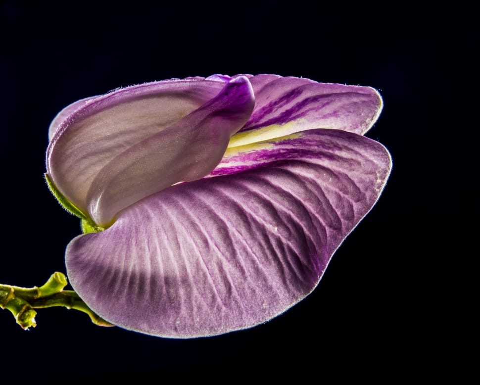 Flower, Violet, Purple, Small Flower, black background, studio shot preview