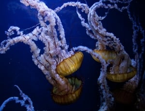 jellyfishes thumbnail