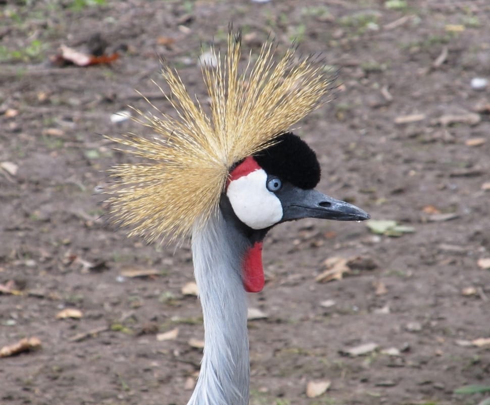grey crowned crane preview