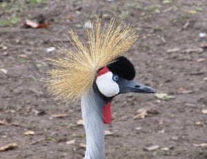 grey crowned crane thumbnail
