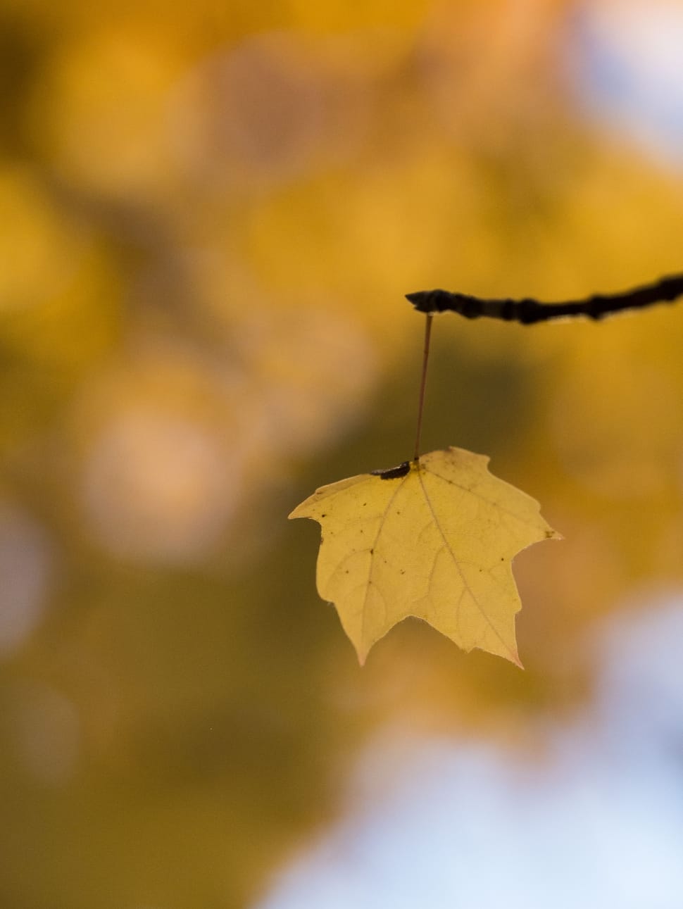 tilt shift photo of yellow maple leaf preview