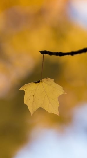 tilt shift photo of yellow maple leaf thumbnail