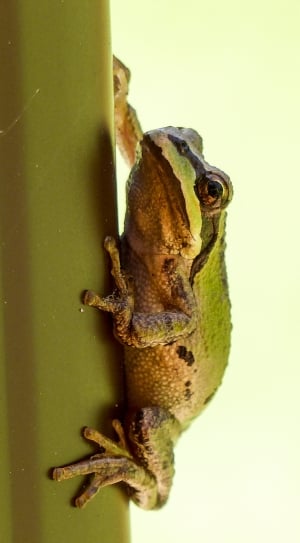 close-up photography of green and black frog thumbnail