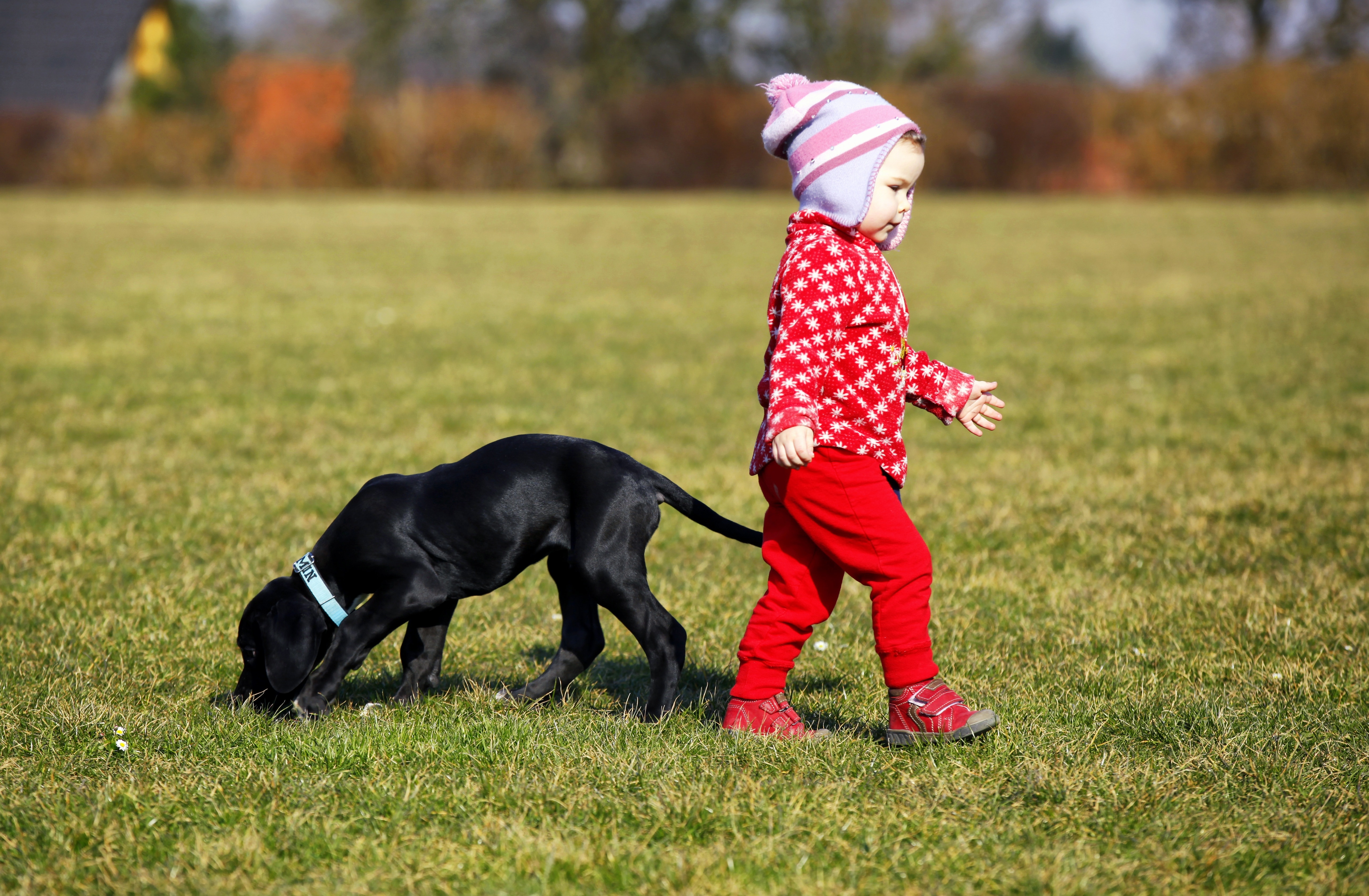 Red pets. Собака для детей. Маленькие собаки для детей. Ребенок гуляет с собакой. Лучшие собаки для детей.