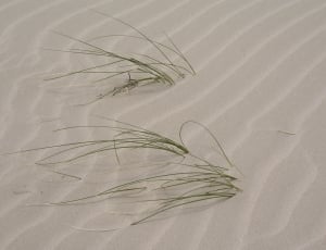 green grass and white sand thumbnail
