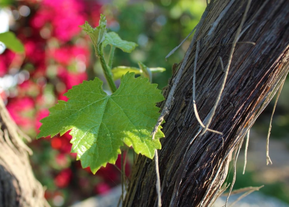 Vineyard, Plant, Vine, Grape, Leaf, leaf, outdoors preview