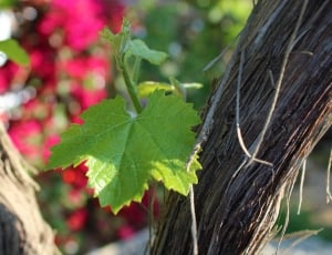 Vineyard, Plant, Vine, Grape, Leaf, leaf, outdoors thumbnail