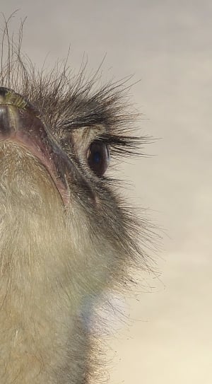 brown ostrich during daytime thumbnail