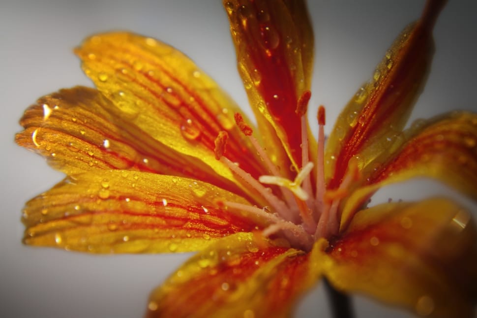 red and yellow lily preview