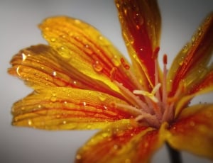 red and yellow lily thumbnail
