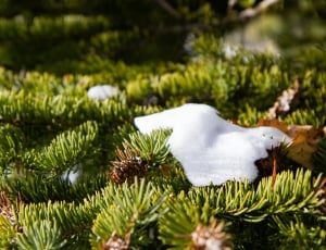 White, Green, Nature, Pine, Snow, Winter, green color, nature thumbnail