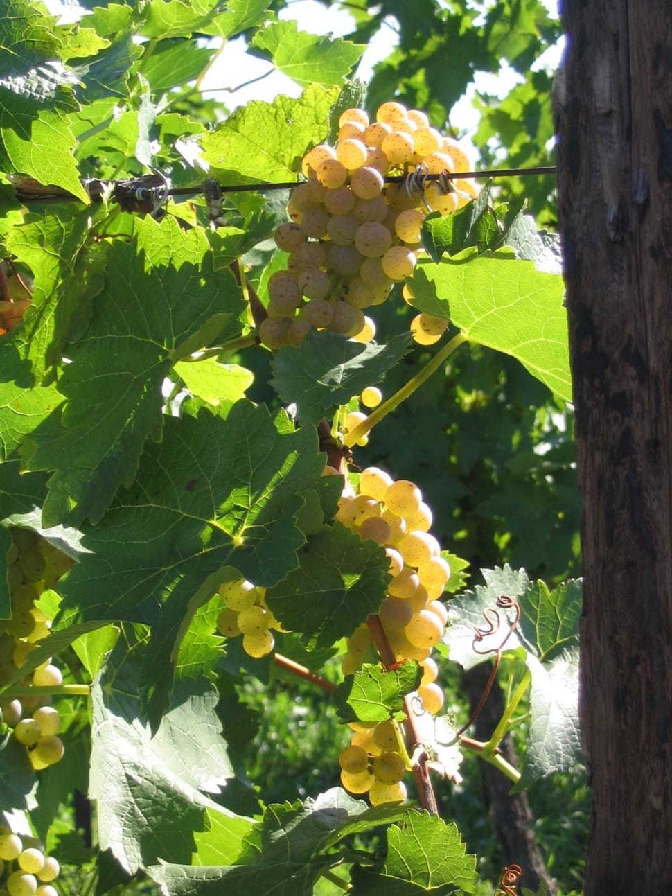 yellow grapes preview