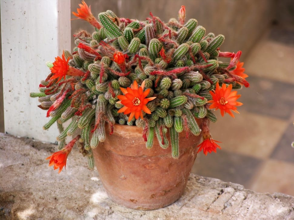 cactus with red flowers plants preview