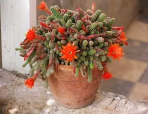 cactus with red flowers plants thumbnail