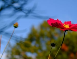 Bloom, Blossom, Red, Cosmea, flower, petal thumbnail