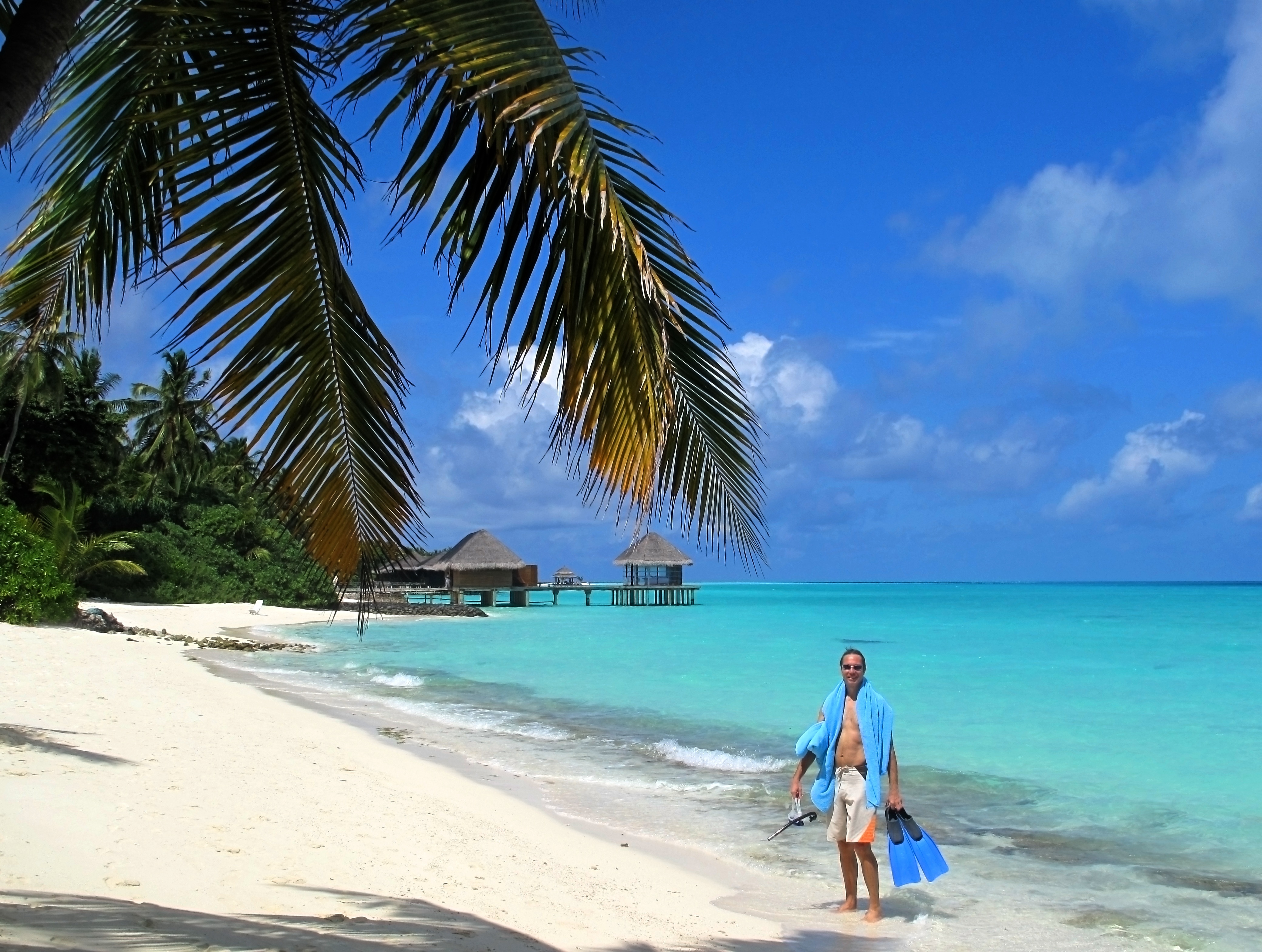 Sea, Summer, Coral, Maldives, palm tree, sea