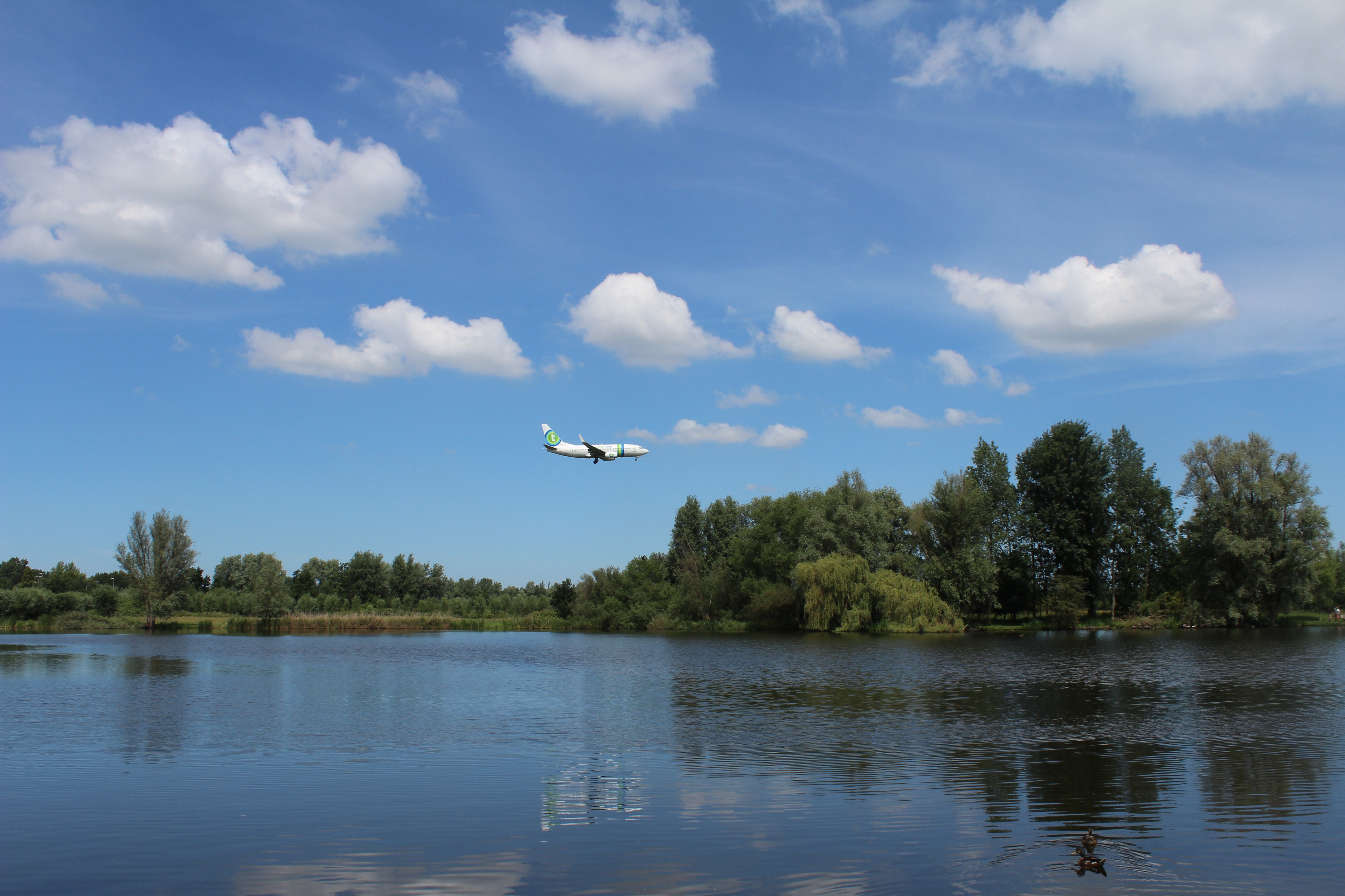 white airplane and green leaved trees