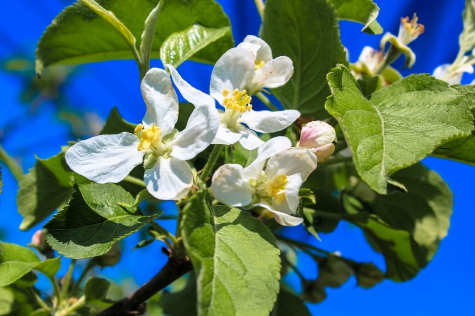 March, Apple Blossom, Bud, leaf, plant preview
