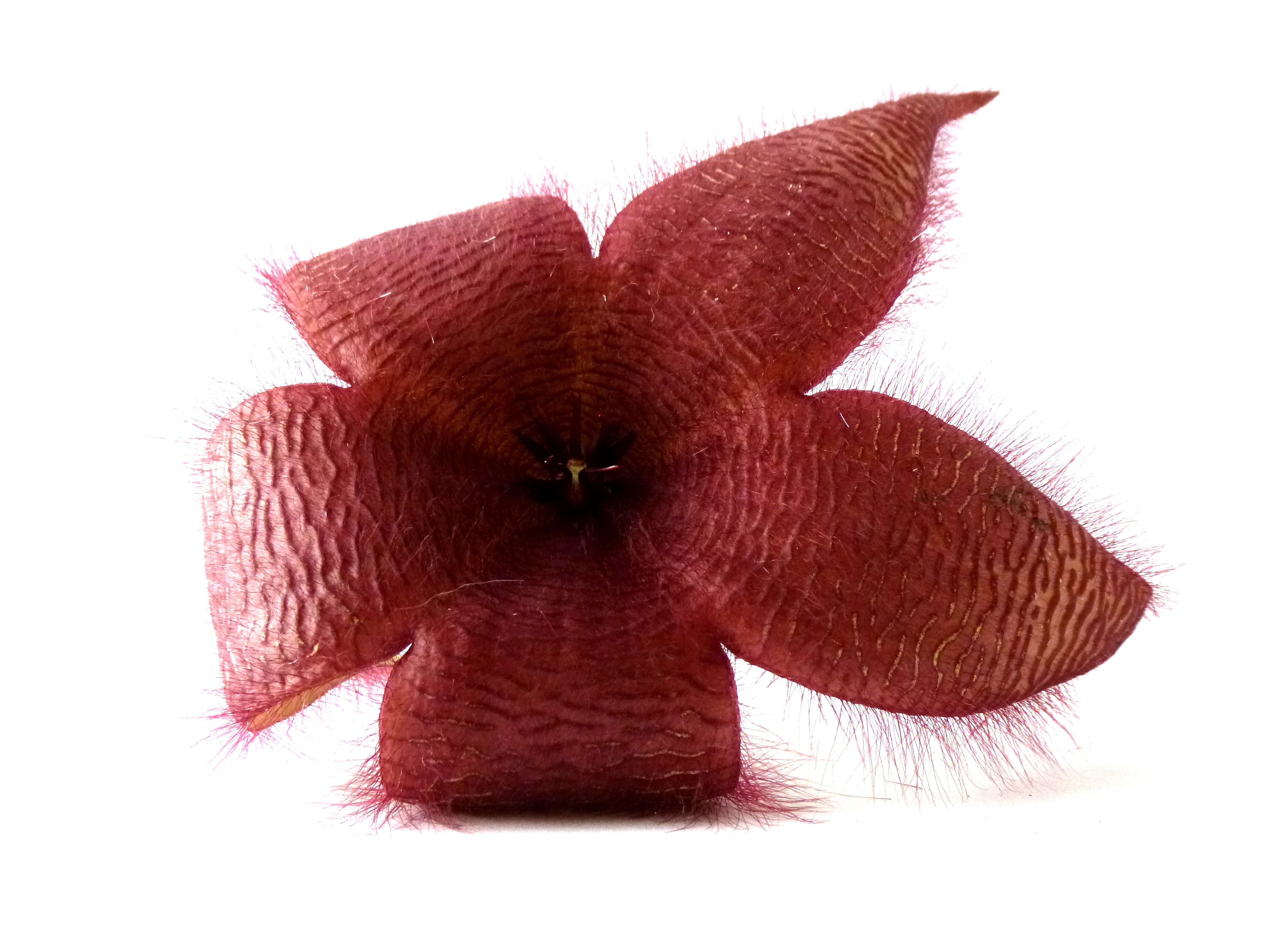 brown artificial 5 petaled flower