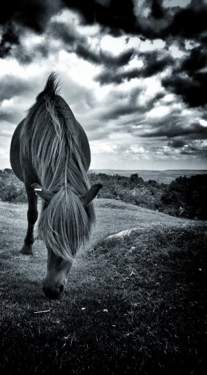 grayscale photo of horse thumbnail