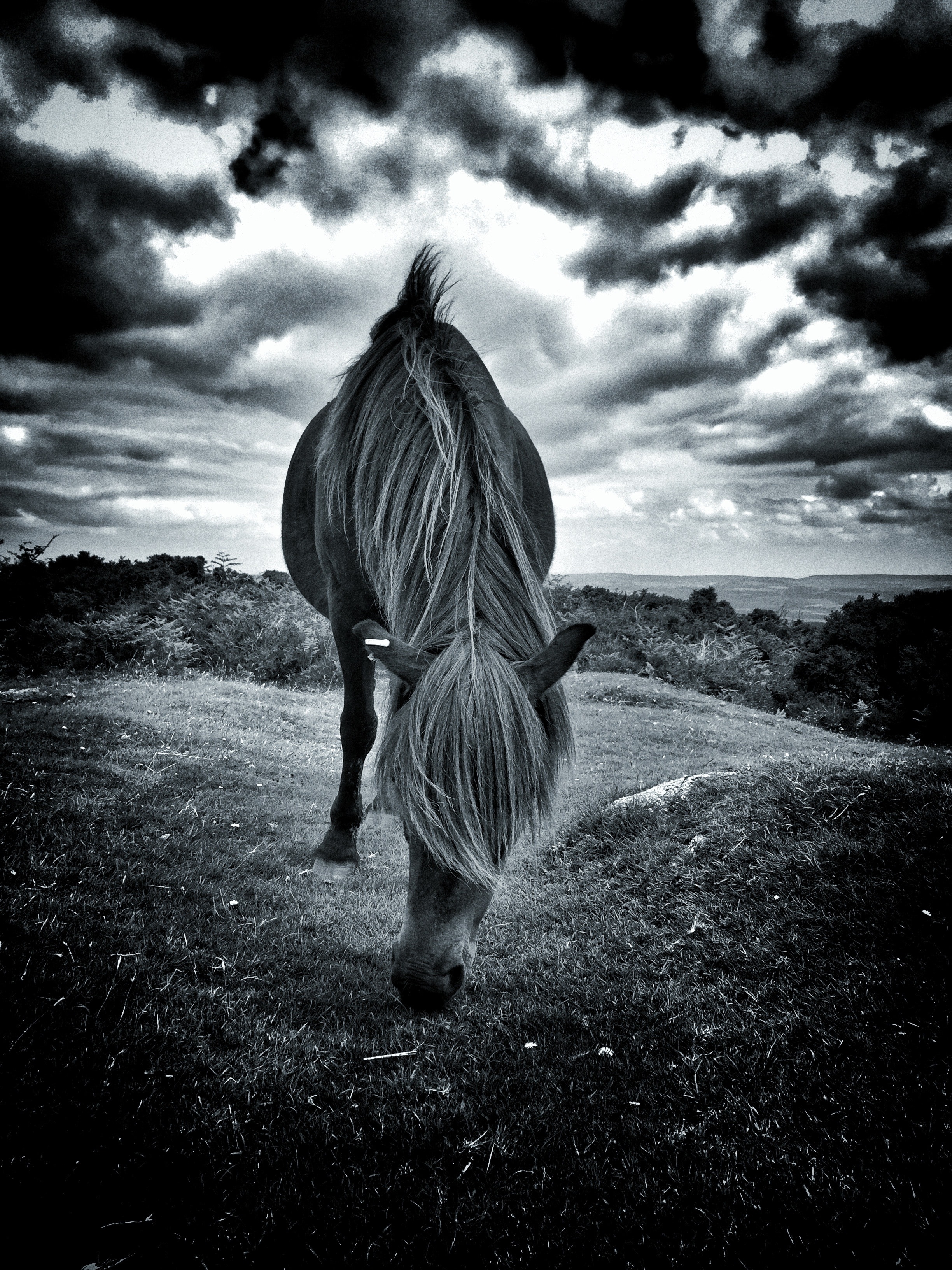 grayscale photo of horse