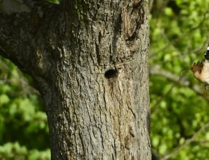 woodpecker bird thumbnail