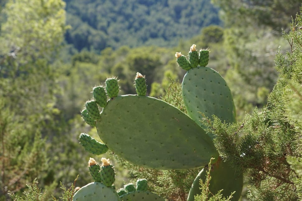 Cactus, Green, Spur, Plant, Prickly, cactus, prickly pear cactus preview