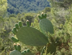 Cactus, Green, Spur, Plant, Prickly, cactus, prickly pear cactus thumbnail