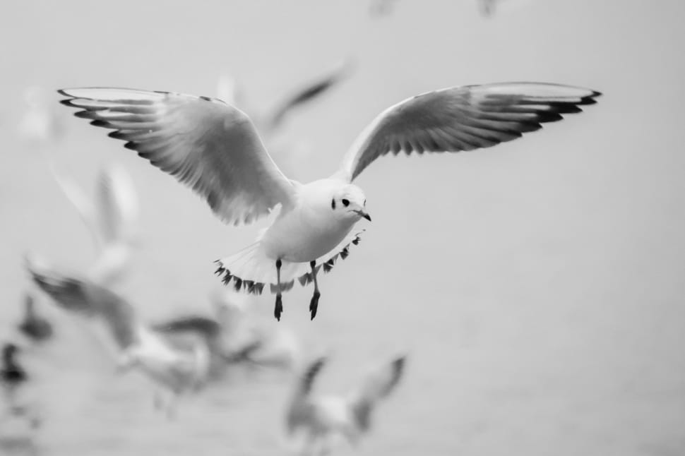 white and black bird focus photography preview
