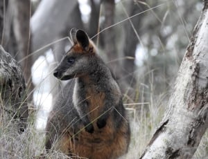 black and brown kangaroo thumbnail